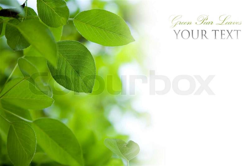 Green leaves border with bokeh background, stock photo