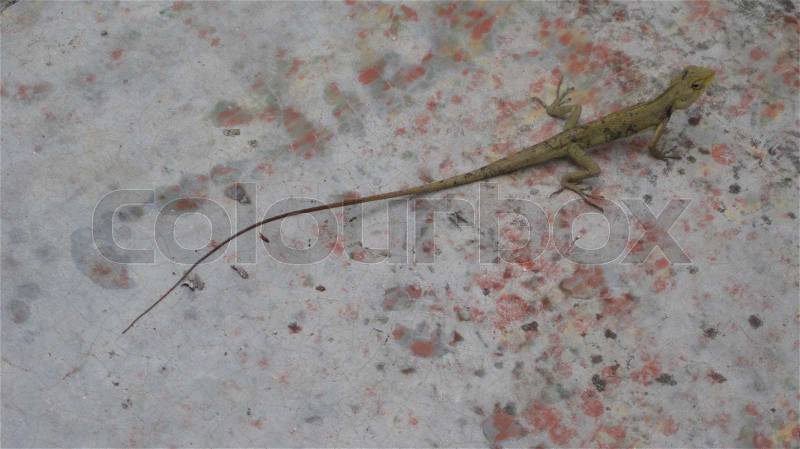 Stock image of \'reptile, mpc2012x, reptiles\'