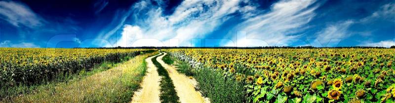 Rural road and field of sunflowers, stock photo