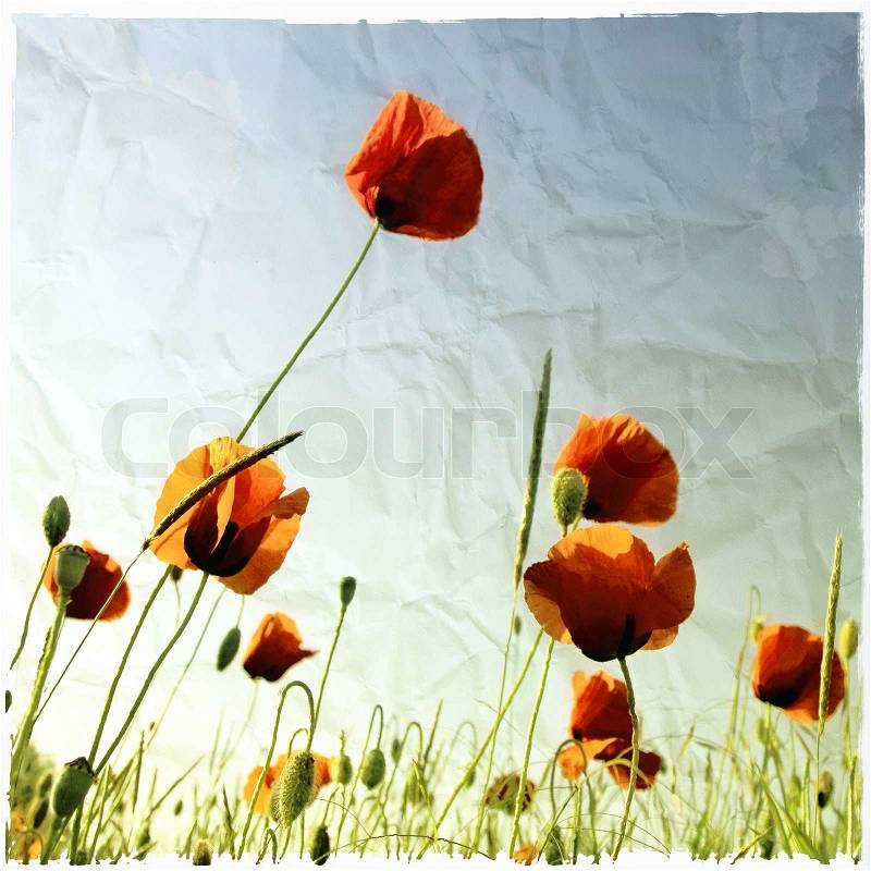 Poppies bloom in the meadow with textured vintage paper effect, stock photo