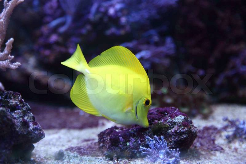 Yellow fish, stock photo