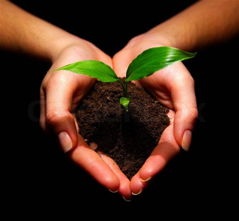 Plant in hands | Stock image | Colourbox