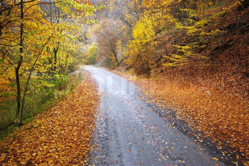 Road in autumn wood, stock photo