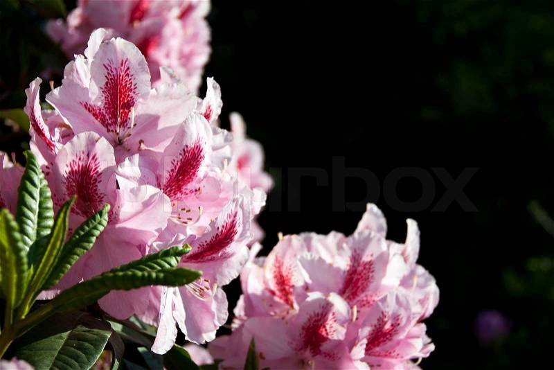 Flowers pink Rhododendron, stock photo