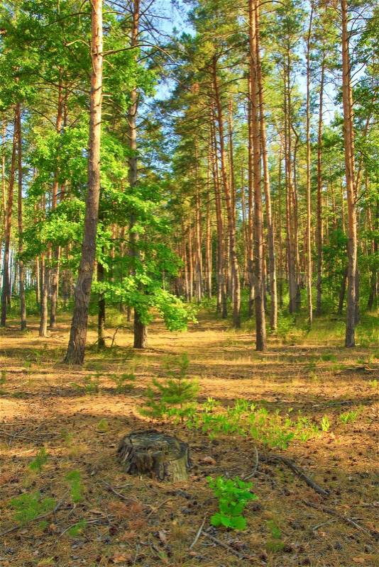 Pine forest in the morning sun, stock photo