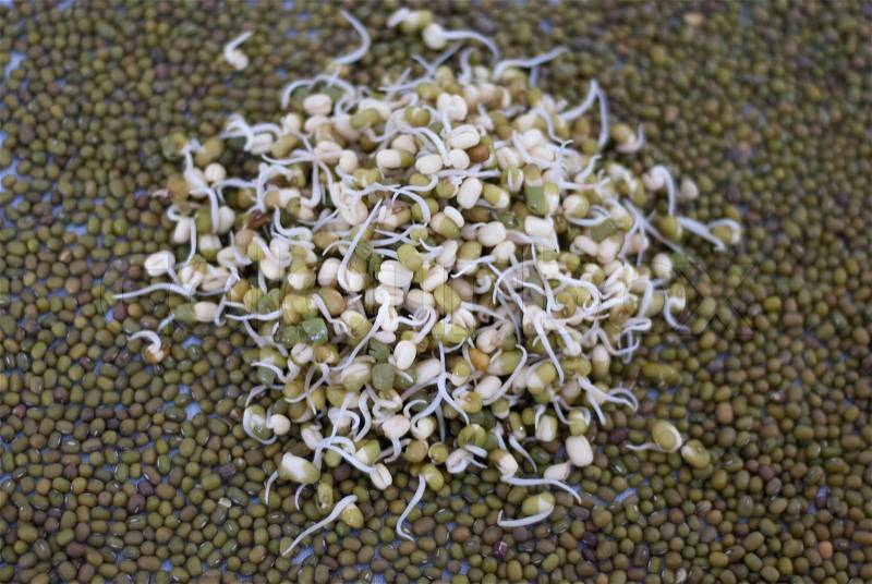 Mung beans, sprouted and unsprouted, stock photo