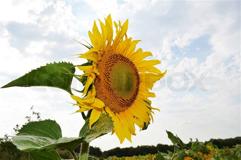 Big yellow sunflower and cloudy sky, stock photo