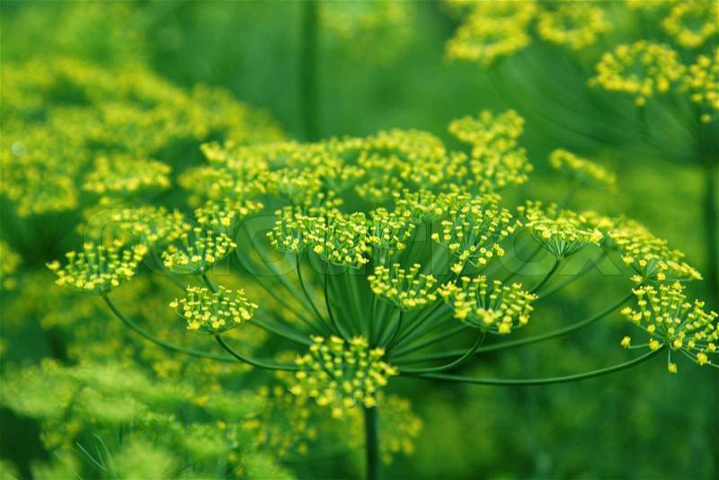 Fennel flower on a green background Flower of dill, stock photo