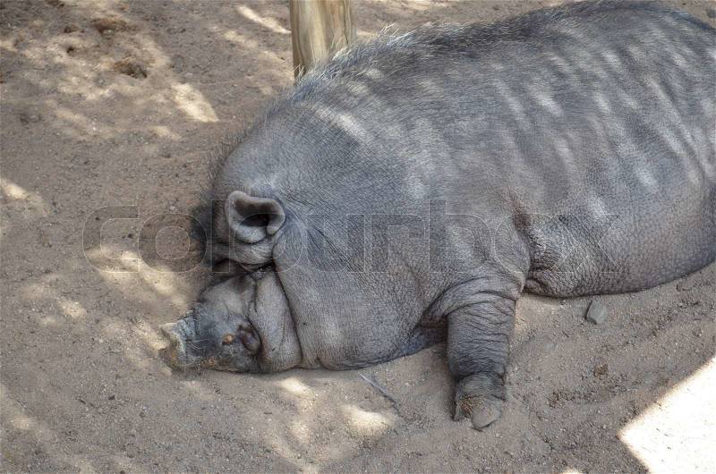 Lazy and fat pig resting on the ground, stock photo