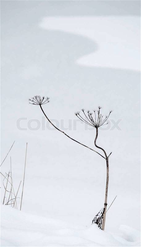 Abstract winter background with dry curved frozen plant and snowdrift, stock photo