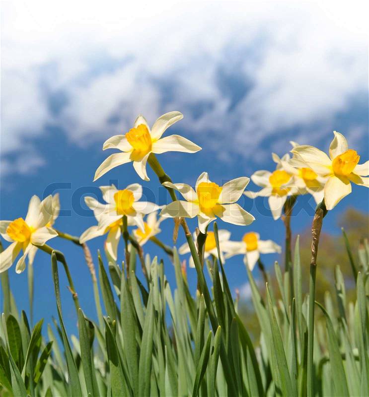 Field of narcissus flowers above blue cloudy sky, stock photo