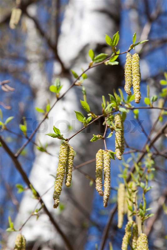 Branches of a blooming birch tree and fresh new leaves, stock photo