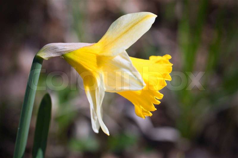 Yellow narcissus flower  Stock Photo  Colourbox