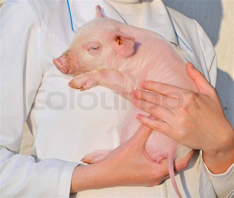 Pig in female hands, stock photo