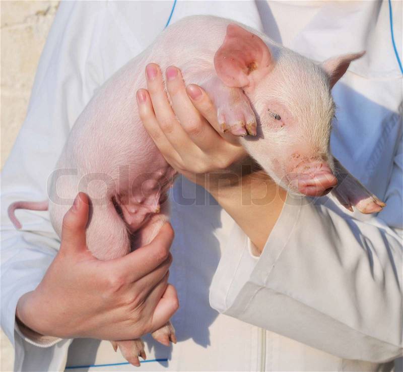 Pig in female hands, stock photo