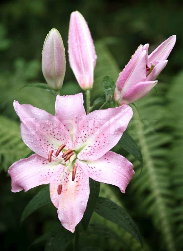 Large wet pink lily flowers above dark green leaves background, stock photo