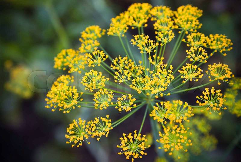 Close-up photo with shallow Depth of field of yellow dill flower umbels, stock photo