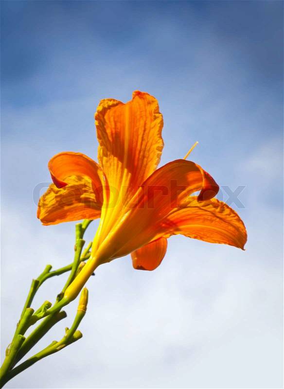 Large red lily flower above blue sky in the sunlight, stock photo