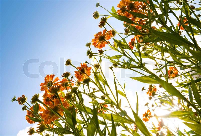 Bright orange helenium flowers above blue sky, stock photo