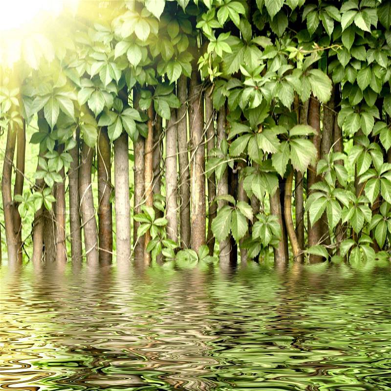 Fragment of a rural fence hedge from evergreen plants with sun and reflected in water, stock photo