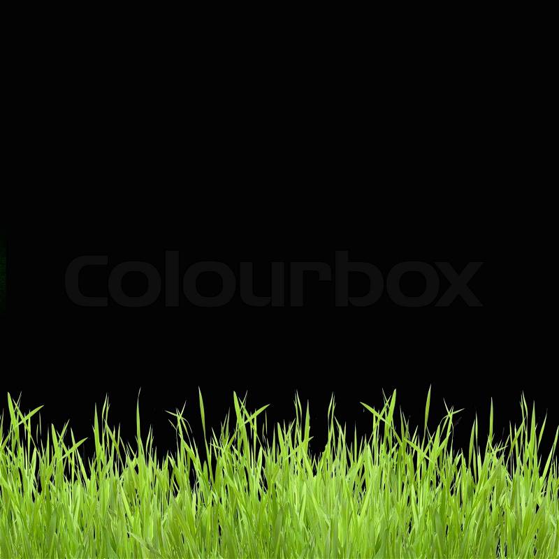 Close up of the green grass on black background, stock photo