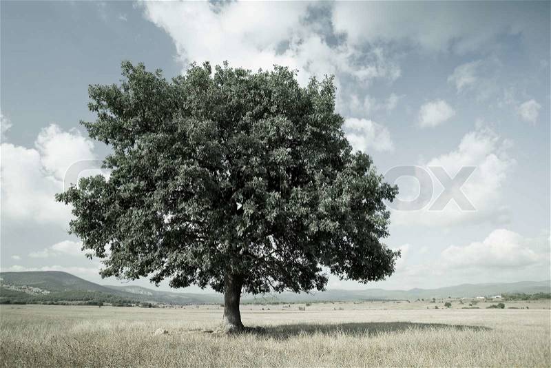 Stylized landscape with a tree in the meadow, can be used as background for design, stock photo