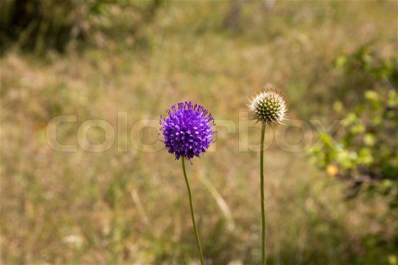 Blue Round Flower, stock photo