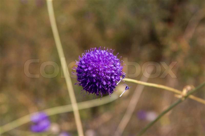 Blue Round Flower, stock photo