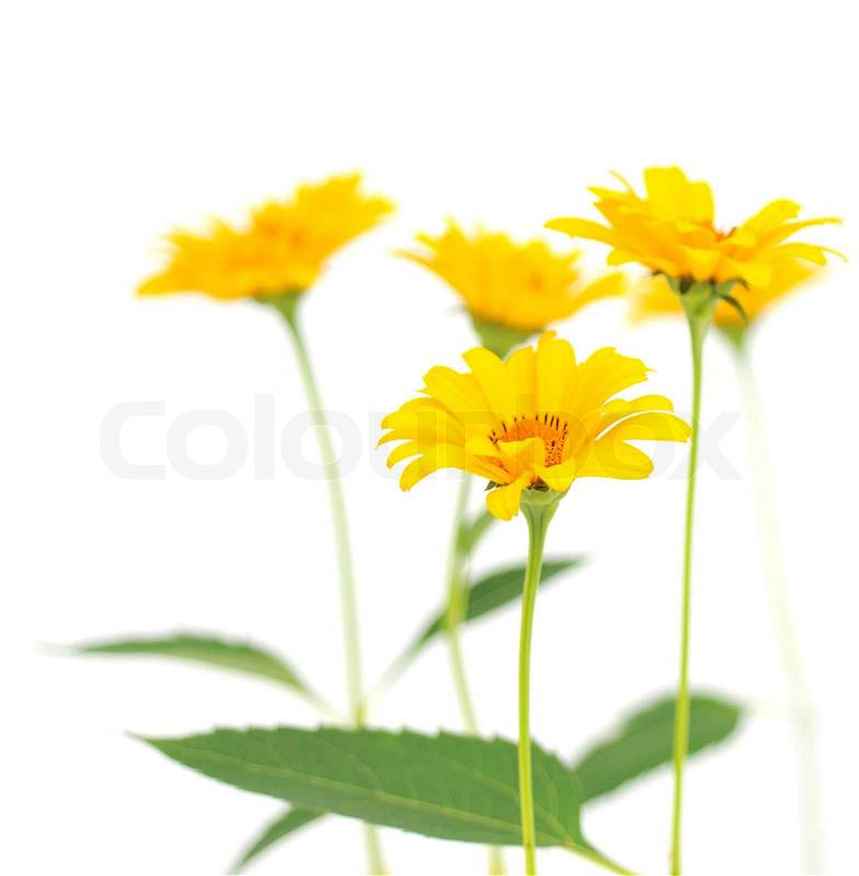 Yellow flowers, stock photo