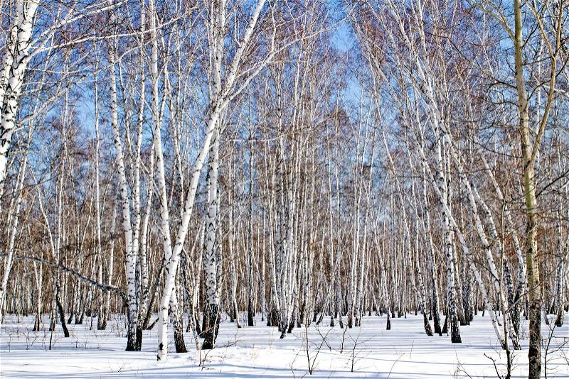 Winter birch wood, stock photo