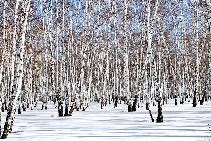 Winter birch wood, stock photo