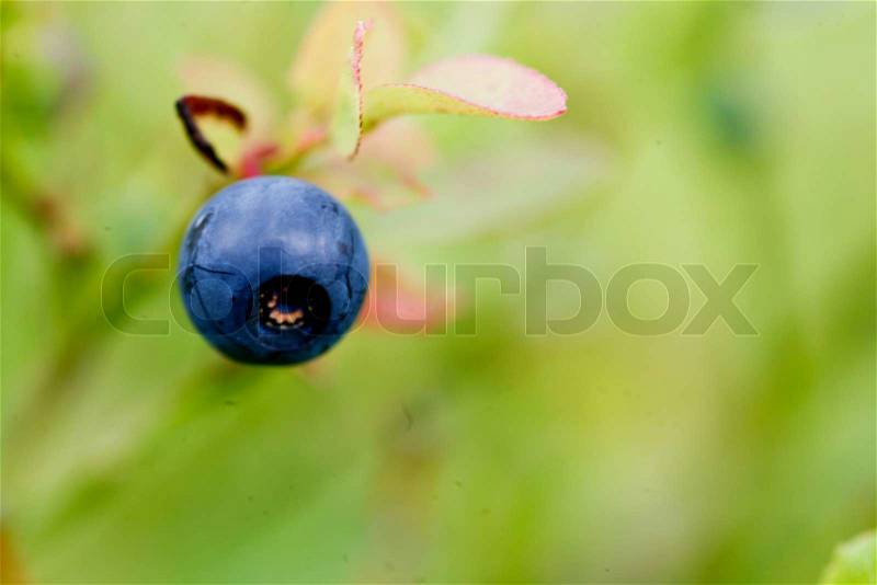 Blueberry bush, stock photo