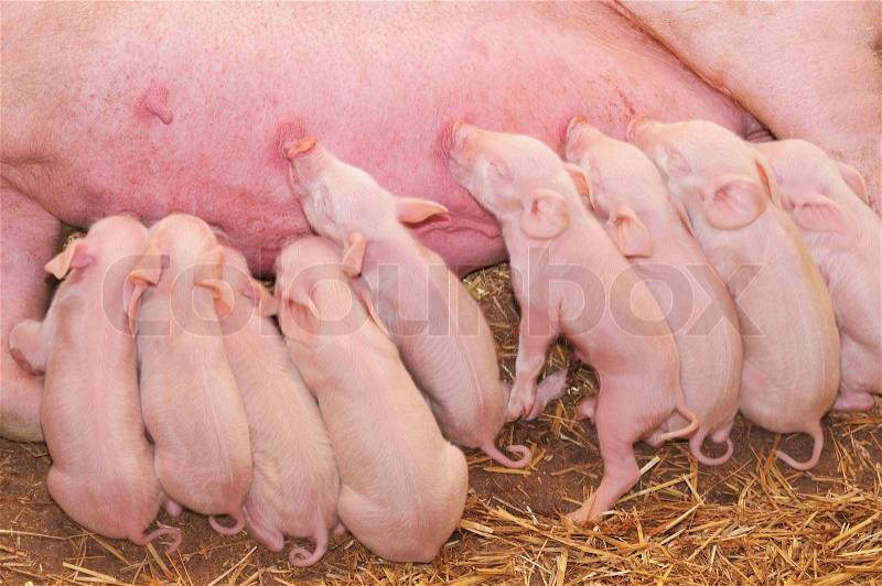 Baby Pigs Feeding with Mother, stock photo