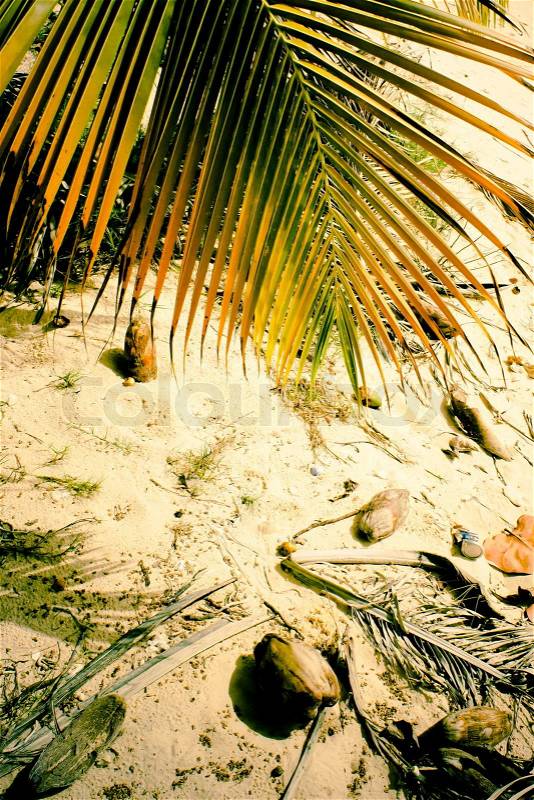 Palm tree leaf on the beach, stock photo