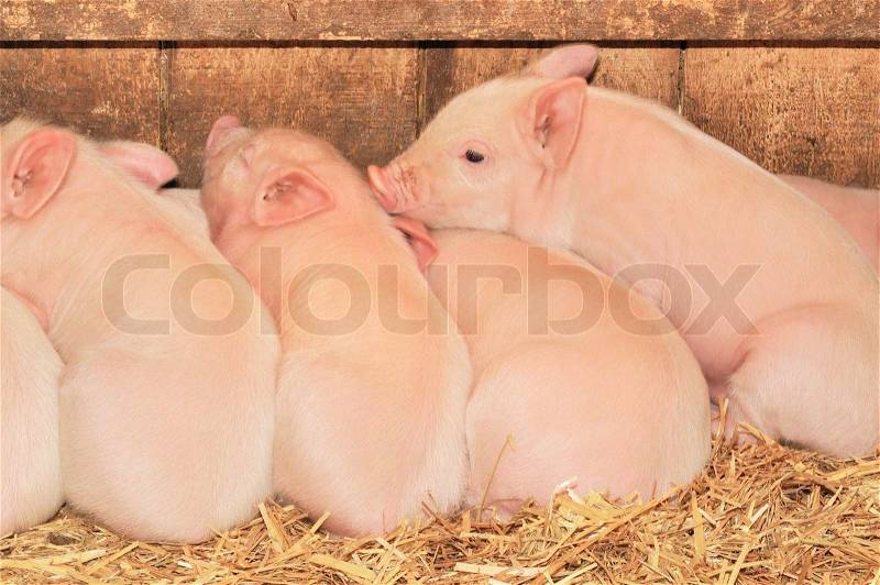 Sleeping pigs, stock photo