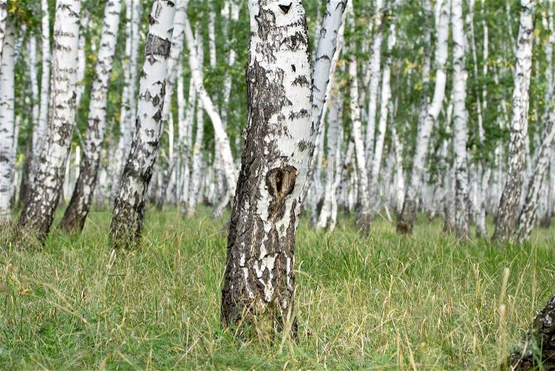 Birch wood, stock photo