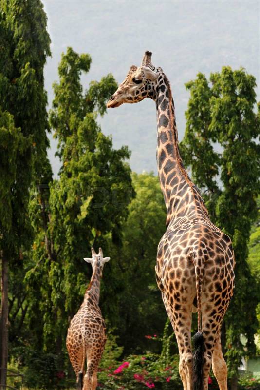 They are scientifically known as Giraffa camelopardalis These graceful & pretty animals are herbivores & love acacia leaves, stock photo