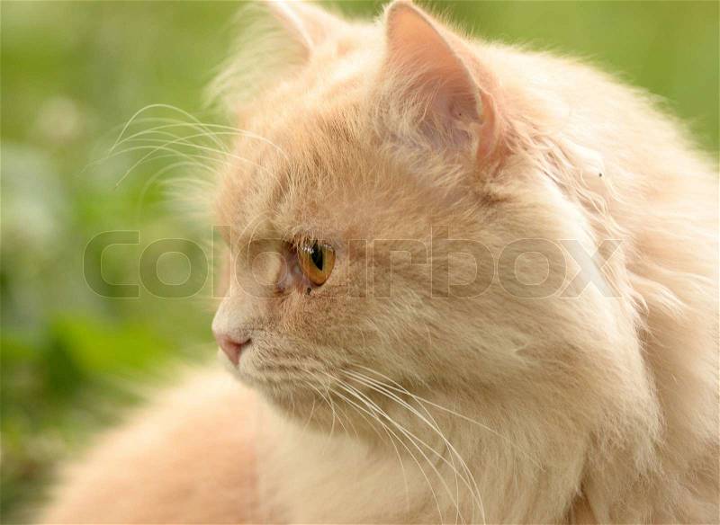 Cat outdoor, stock photo