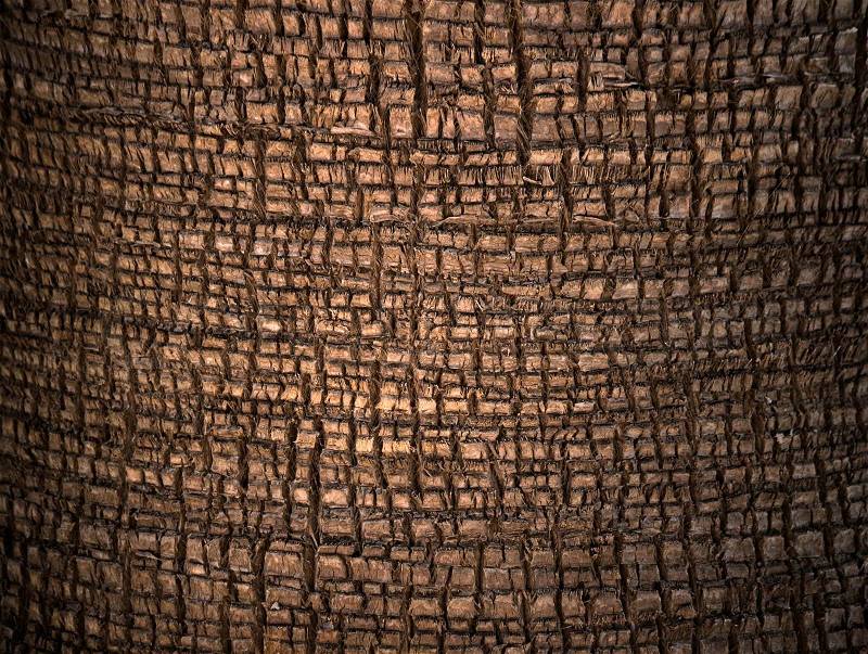 Palm tree cortex detailed closeup texture, stock photo