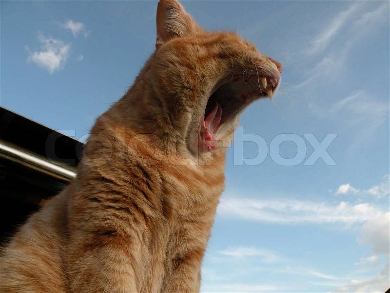 Close up of red cat outside yawning showing teeth, stock photo
