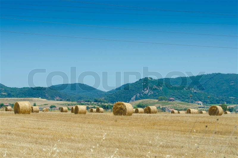 Field with rolls of hay on summer day, stock photo