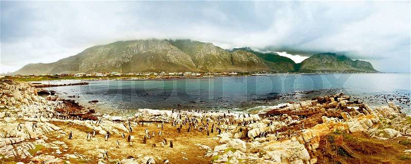 Panoramic landscape with penguins, stock photo