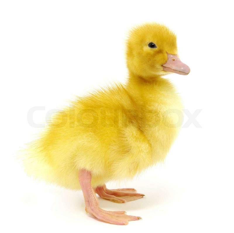 4727812-yellow-duck.jpg