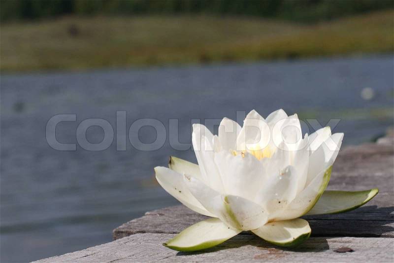 Blooming water lily, stock photo