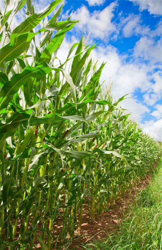 Corn field, stock photo