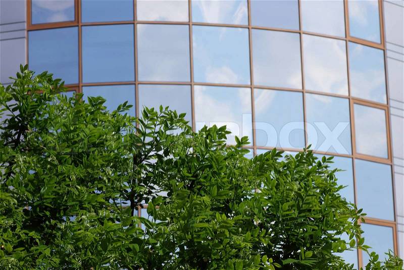 Top of green tree in front of building, stock photo
