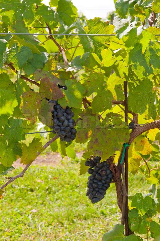 Grapes on the Vine, stock photo