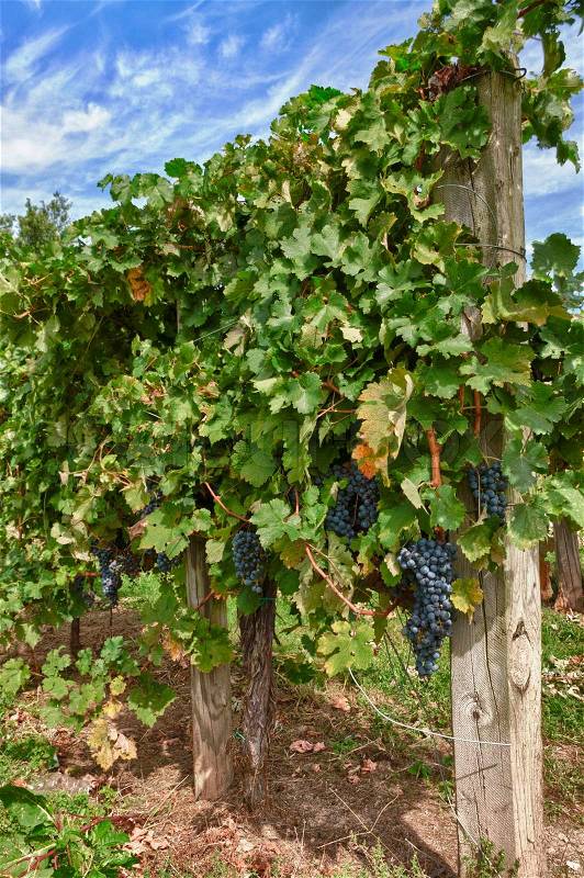 Grapes on the Vine, stock photo