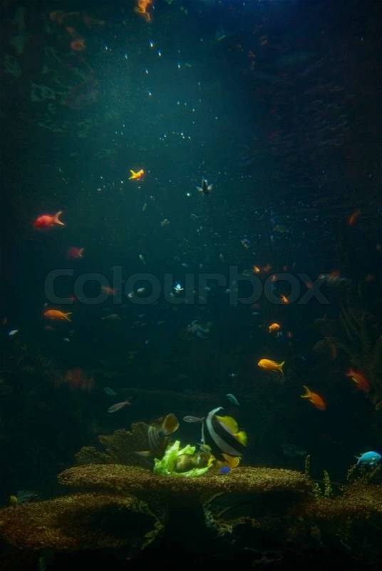 Aquarium with tropical fish, stock photo
