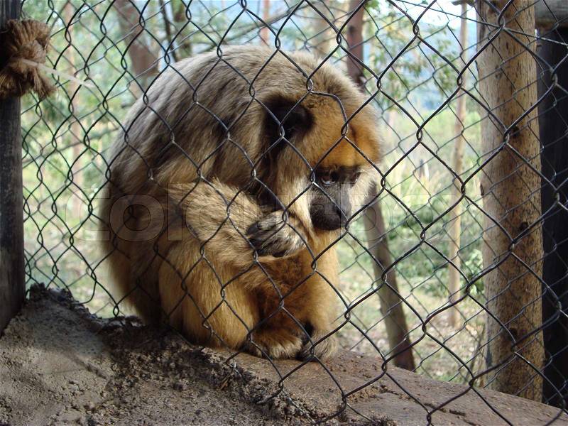 Sad Monkey.., stock photo